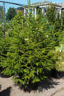 Picea abies 'Royal Splendor'