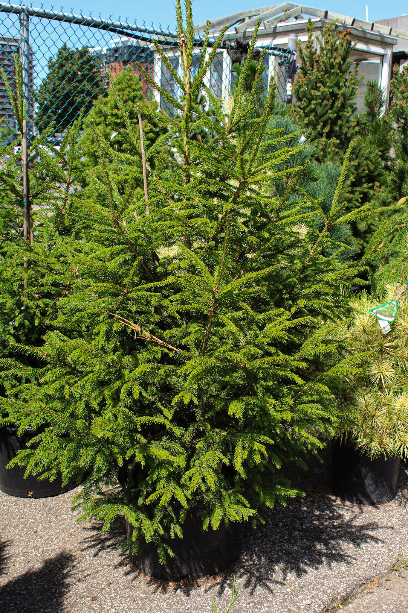 Picea abies 'Royal Splendor'