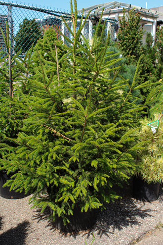Épinette de Norvège ‘Royal Splendor’ (Picea abies)