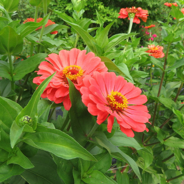 Zinnia 'Super Yoga Salmon Pink'
