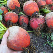 Beetroot 'Boldor'
