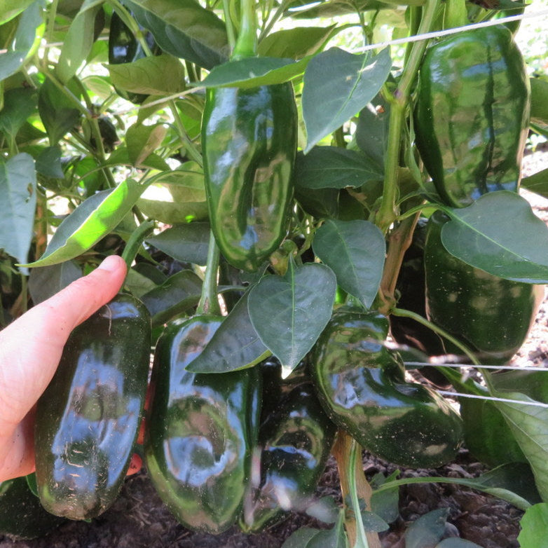 Poivron vert ‘Permagreen’ (Capsicum annuum)