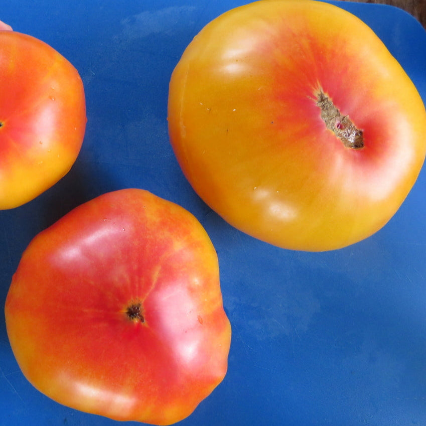 Tomate ‘Anna bicolore’ (Solanum lycopersicum)