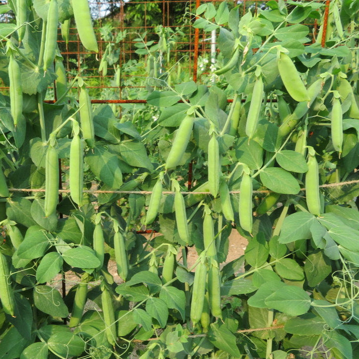 Pois ‘Iona’ (Pisum sativum var. medullare)