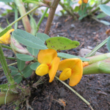 Peanut 'Valencia'