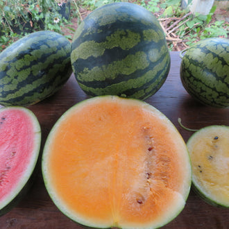 Trio de melons d’eau