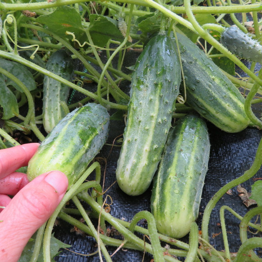 Concombre ‘Little Leaf’ (Cucumis sativus)