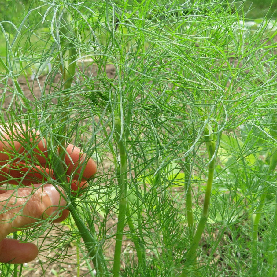 Aneth ‘Ella’ (Anethum graveolens)