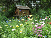 Annual flower mix 2g