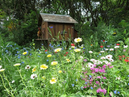 Annual flower mix 2g