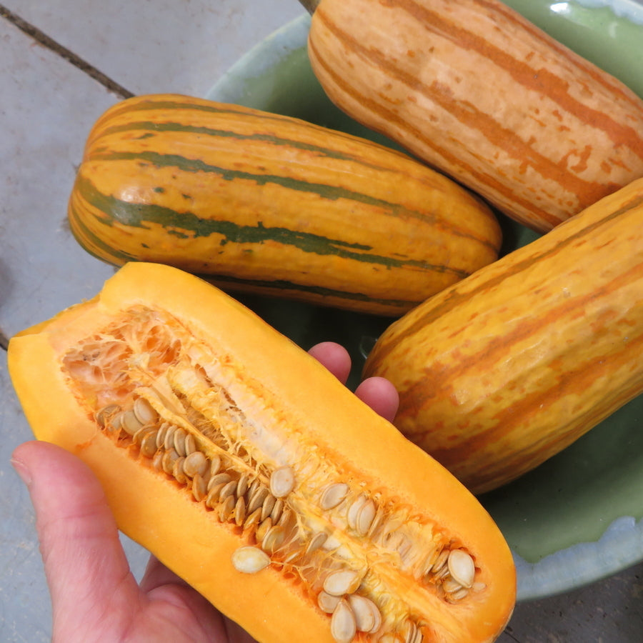 Courge ‘Delicata Honey Boat’ (Cucurbita pepo)
