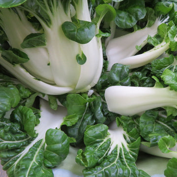 Chou Chinois 'Bok Choy' extra nain