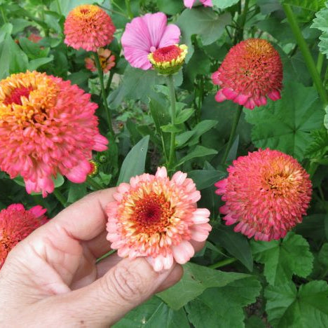 Zinnia ‘Zinderella Peach’ (Zinnia elegans)