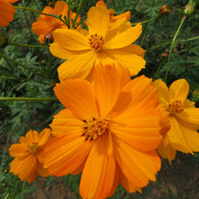 Cosmos orange 'Sulfureux'