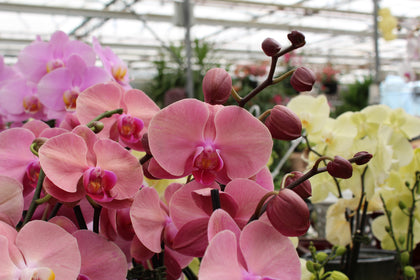 *Phalaenopsis* spp.