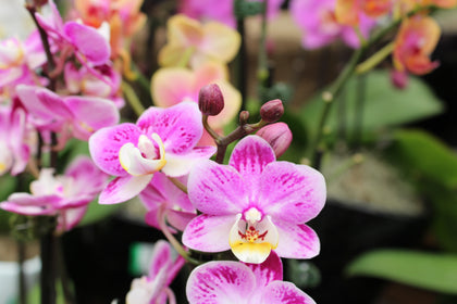 *Phalaenopsis* spp.