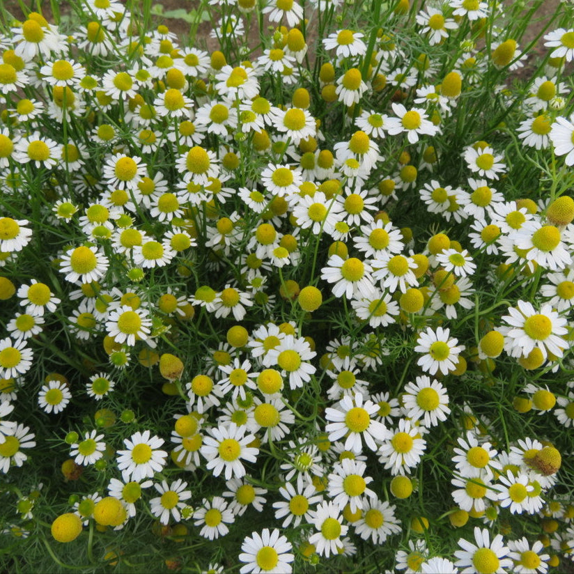 German Camomile 'Zloty Lan'