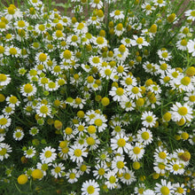 German Camomile 'Zloty Lan'