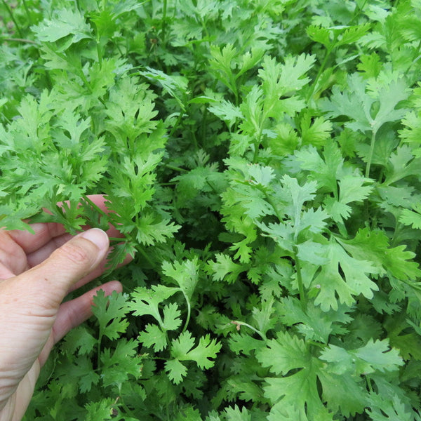 Coriander 'Calypso'