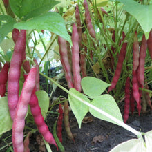 Red Peanut Bean