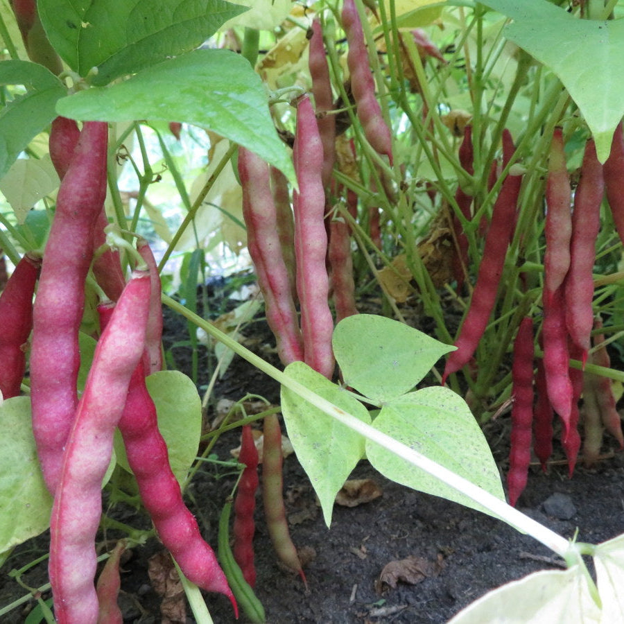 Haricot 'Red Peanut'