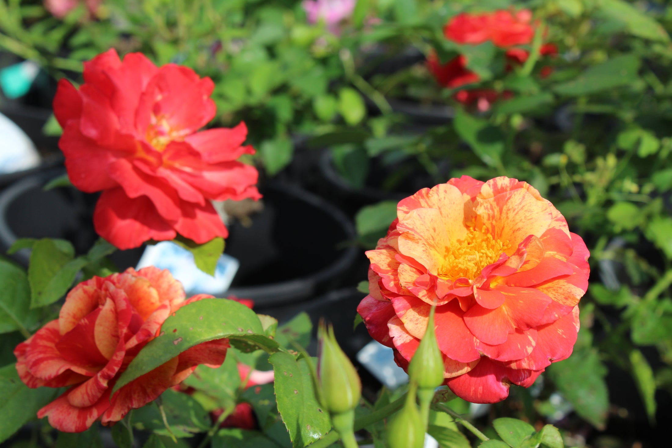 Promotion d’automne : 40 % de rabais sur les rosiers