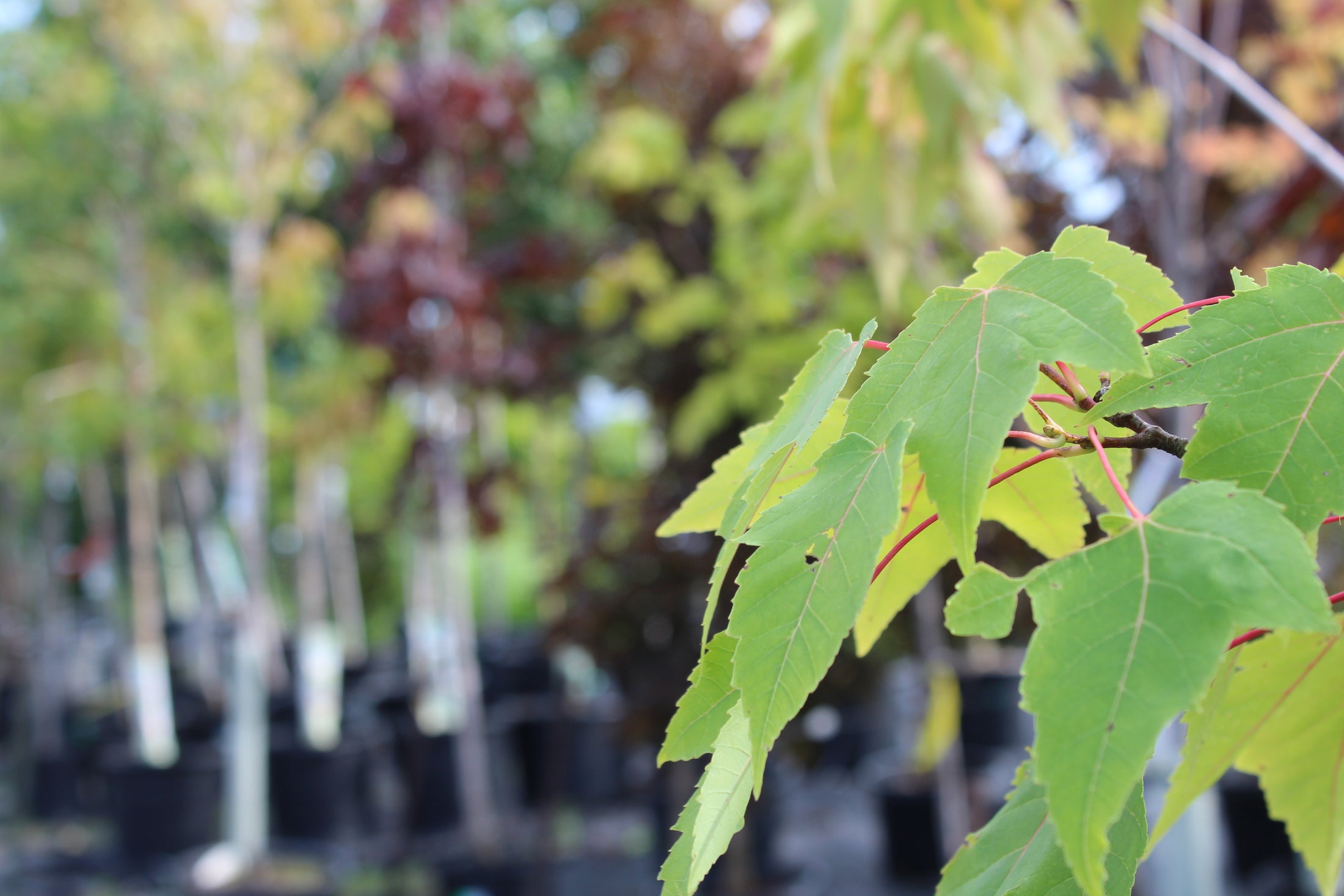 Vente d’automne : 20 % de rabais sur tous les arbres
