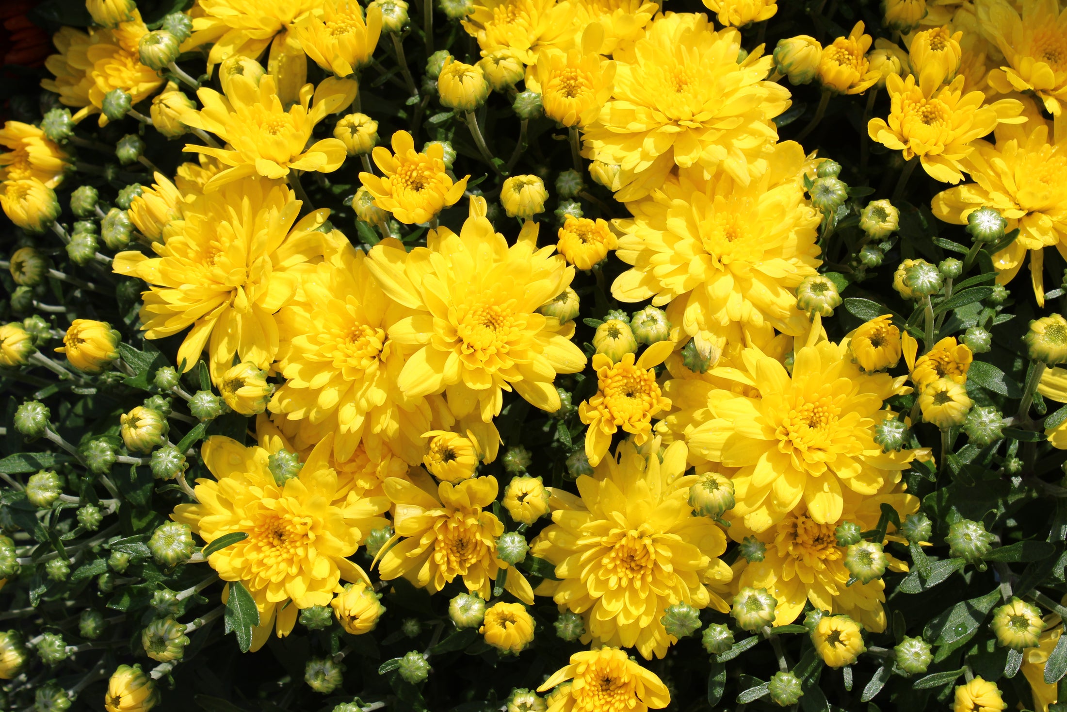 Chrysanthèmes d’automne colorés maintenant disponibles