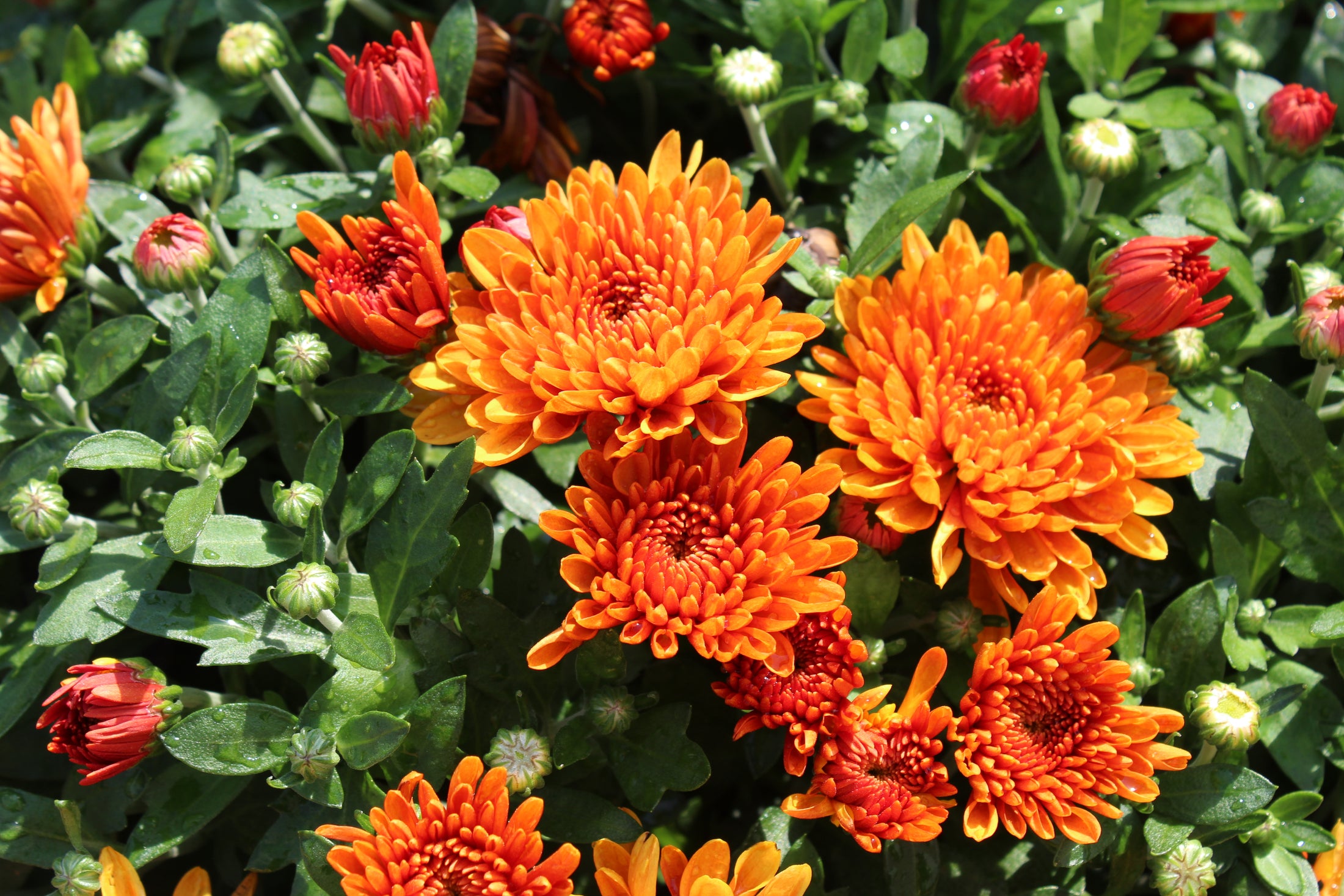 Chrysanthèmes d’automne colorés maintenant disponibles en jardinerie