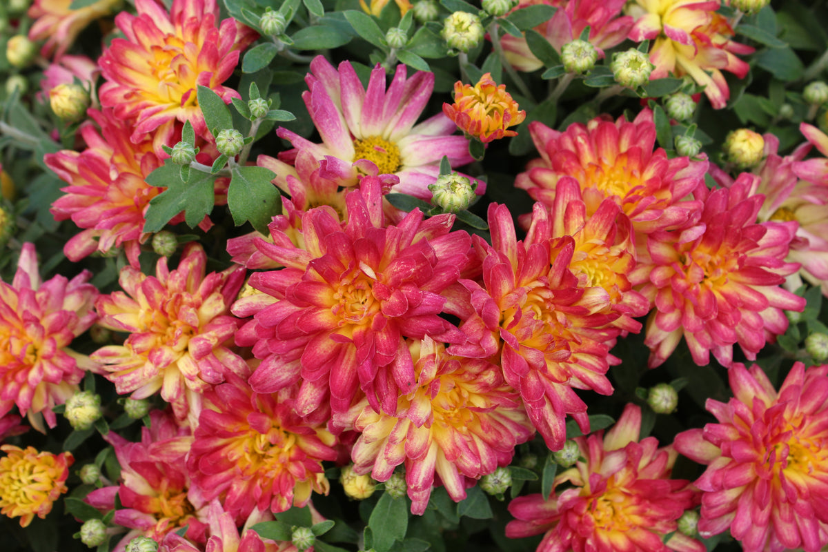 Chrysanthèmes d’automne colorés en promotion chez Floréal