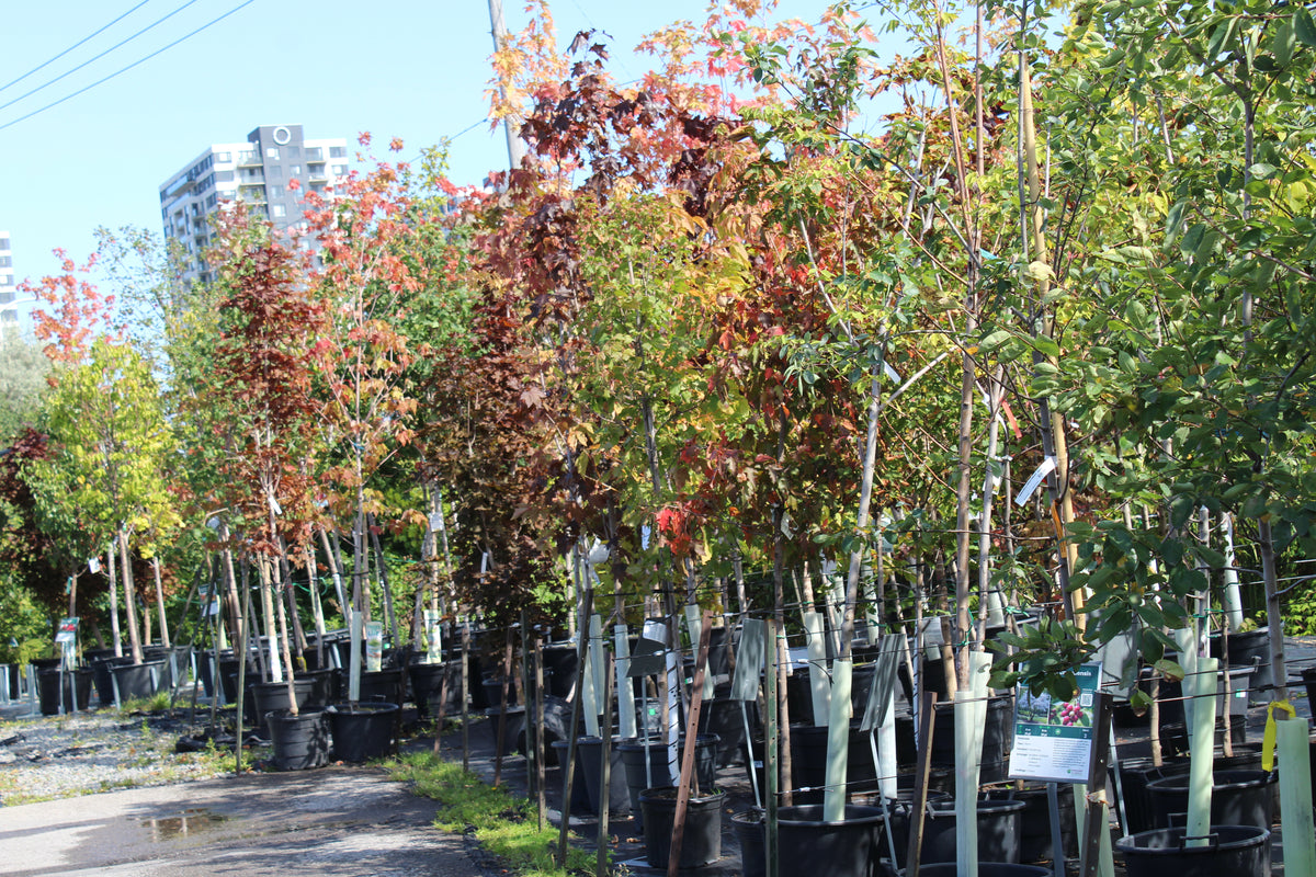 Vente d’automne sur les arbres – 25 % de rabais