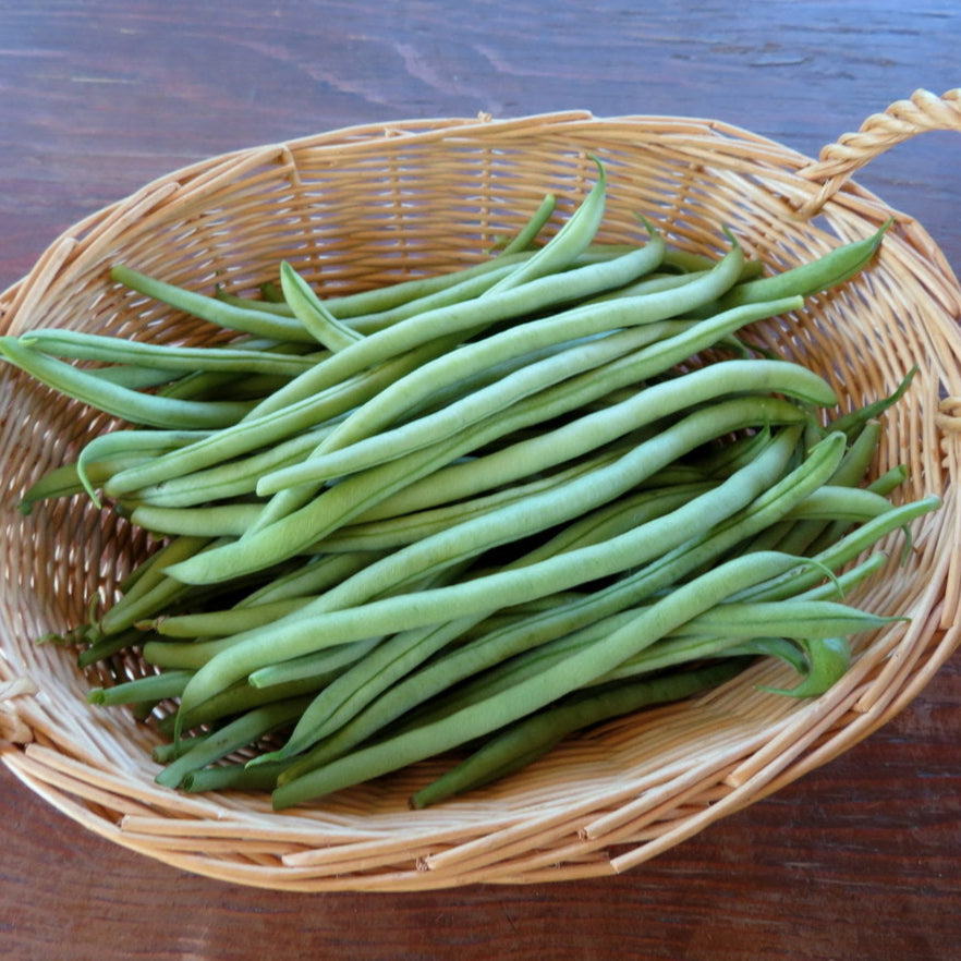 Pole Bean 'Kentucky Blue'