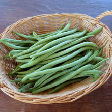 Pole Bean 'Kentucky Blue'
