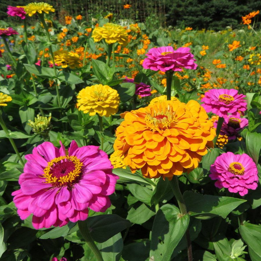 Mélange de zinnia 'Géant de Californie'