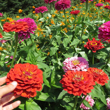 Zinnia 'California Giant'
