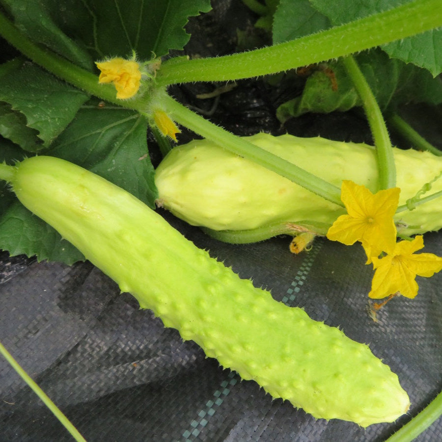 Concombre ‘Trois Feuilles Blanches’ (Cucumis sativus)
