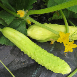 Cucumber 'Three White Leaves'