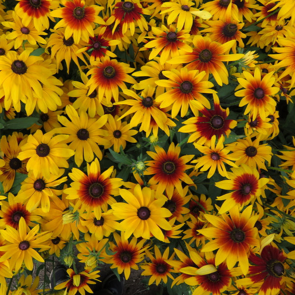 Rudbeckia 'Gloriosa'