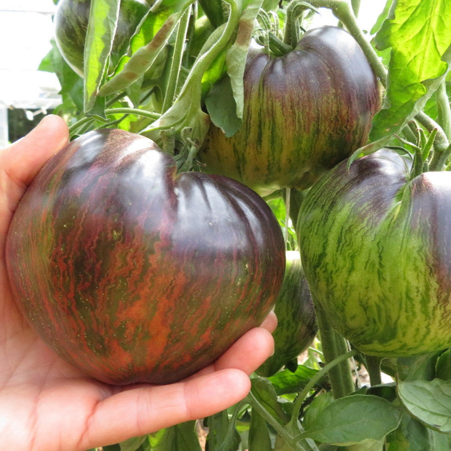 Tomato ‘Rebel Starfighter Prime’ (Solanum lycopersicum)