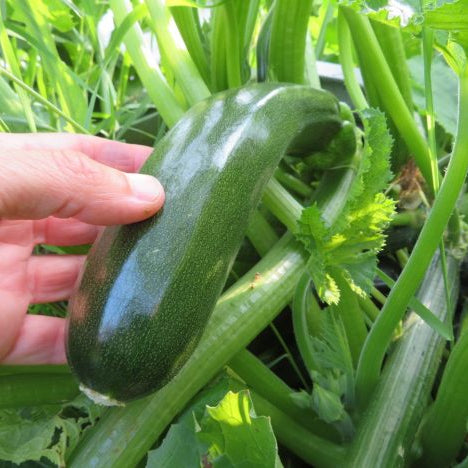 Mélange de zucchini vert