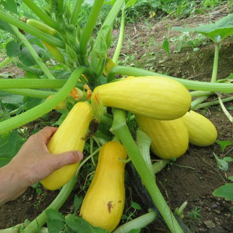 Zucchini ‘Saffron’ (Cucurbita pepo)