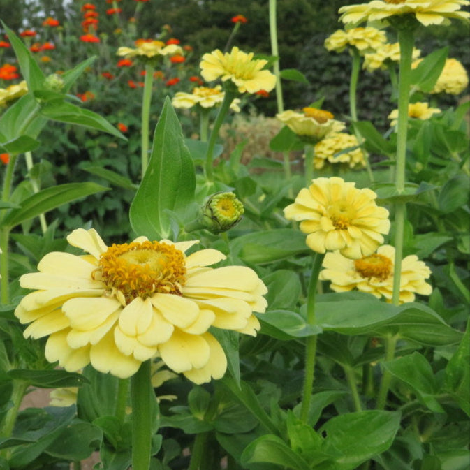Organic Zinnia 'Isabellina' – Bright and honey-producing flowers