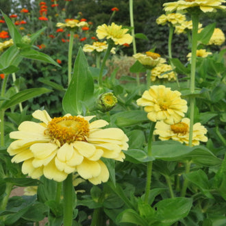 Zinnia 'Isabellina'