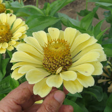 Zinnia 'Isabellina'