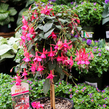 Fuchsia sur tige
