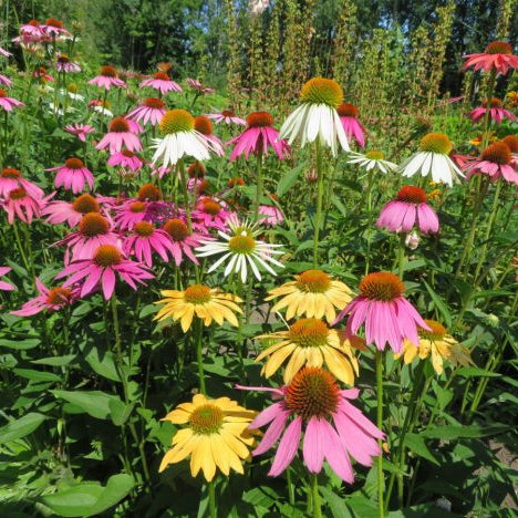 Reference image of Coneflower 'Joly-Camille', presented to help identify the variety in the garden. The plant is presented as a variety for an edible or ornamental garden. Its confirmed botanical identification is Echinacea purpurea. Its flowers and growth habit contribute to its ornamental appeal. Actual colour and development may vary slightly with light, soil, and season.