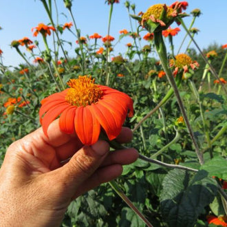 Tournesol mexicain