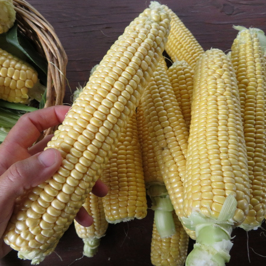 Maïs ‘New Mama Super Sweet’ (Zea mays)