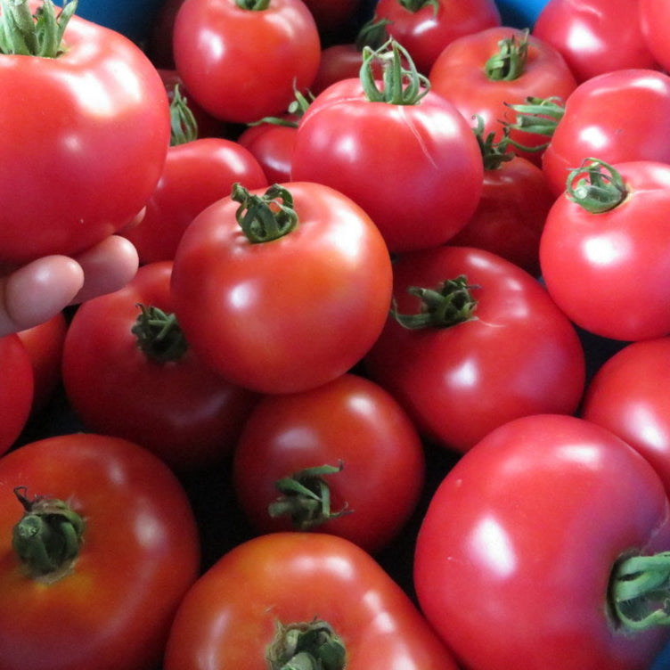 Tomate ‘Canabec Super’ (Solanum lycopersicum)