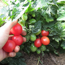 Tomatoes 'micro mix'